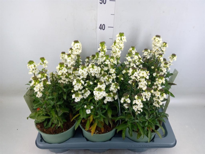 <h4>Erysimum   ...</h4>