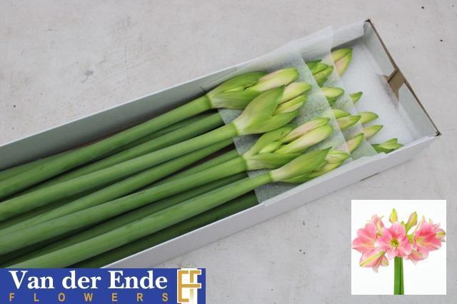 <h4>HIPP TR REBECCA</h4>