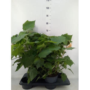 Sparrmannia africana