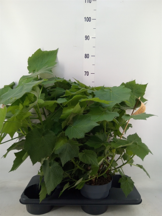 <h4>Sparrmannia africana</h4>