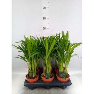 Dypsis lutescens   ...Chrysalidoca