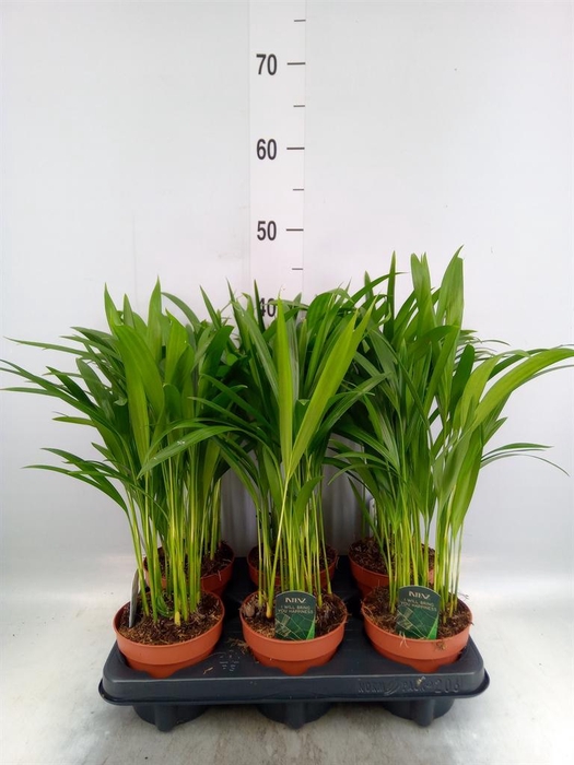 <h4>Dypsis lutescens   ...Chrysalidoca</h4>