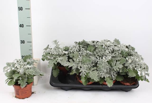 <h4>JACOBAEA MARITIMA</h4>