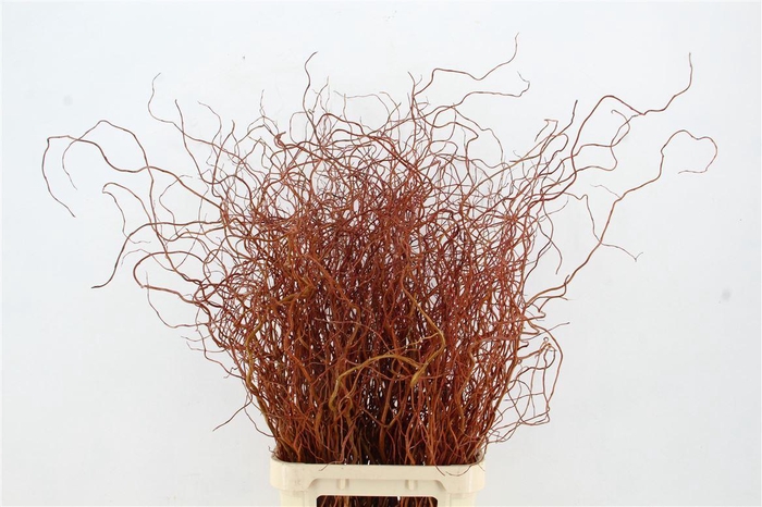 <h4>Salix Golden Curls</h4>