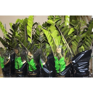ZAMIOCULCAS BLACK QUEEN P17