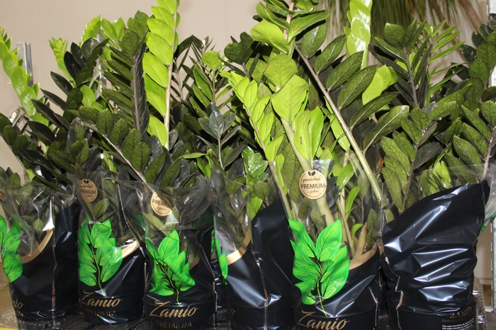 <h4>ZAMIOCULCAS BLACK QUEEN P17</h4>