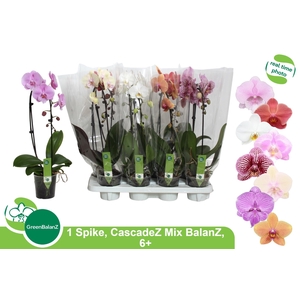 PHAL EL CASCADE