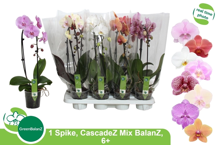 <h4>PHAL EL CASCADE</h4>