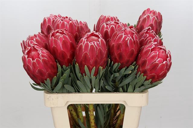 <h4>PROTEA VENUS</h4>