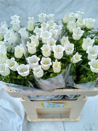 <h4>Campanula M Champion White</h4>