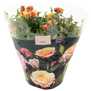 Nolina Roses Excellent Bowl Ø 23 cm. Liss