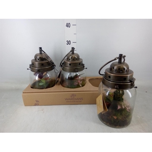 Arr.   Kamerplant Groen H%