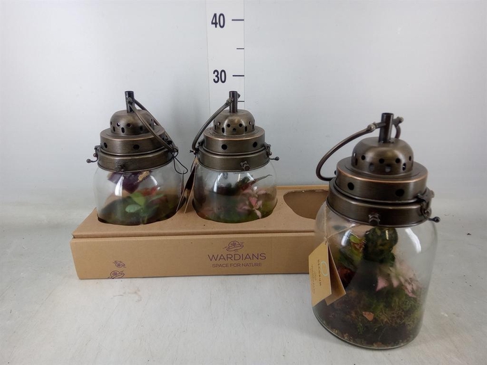 <h4>Arr. Kamerplant Groen H%</h4>