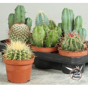 CACTUS OV