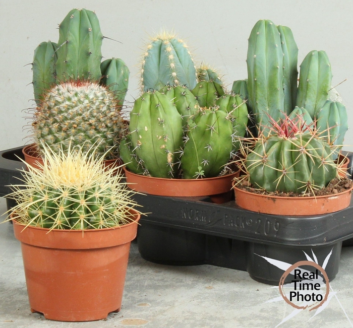 <h4>CACTUS OV</h4>