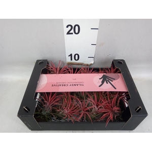 Tillandsia ionantha