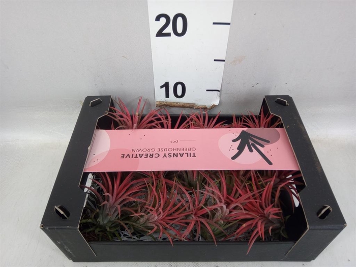 <h4>Tillandsia ionantha</h4>