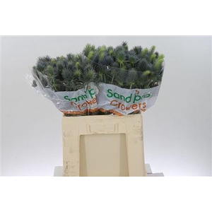 Eryn Pacifi Blue Sky