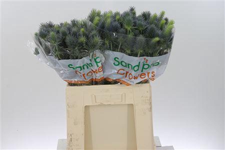 <h4>Eryn Pacifi Blue Sky</h4>