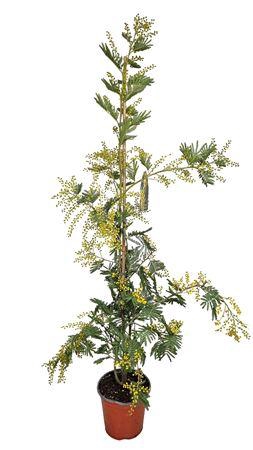 <h4>Acacia Mimosa Daelbata On Stick</h4>