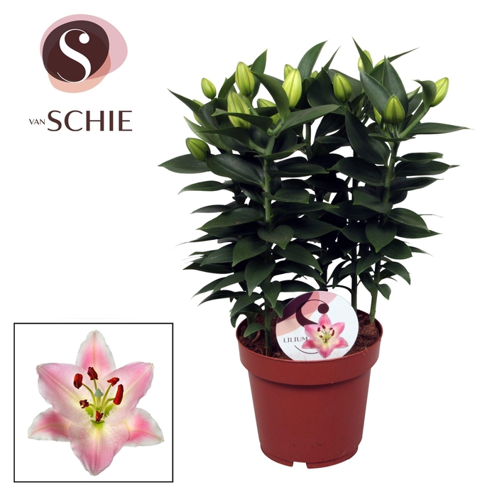 <h4>Lilium Souvenir 19cm</h4>
