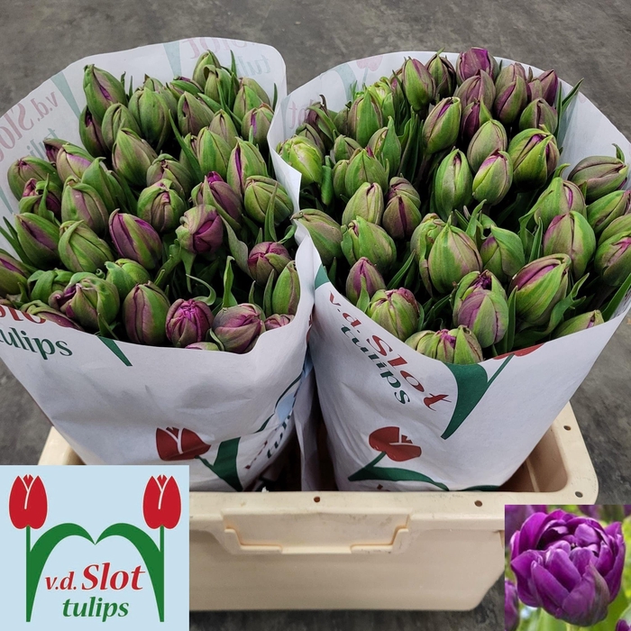 <h4>TU DU MARGARITA</h4>