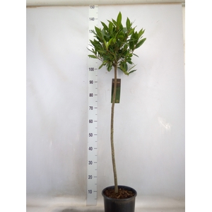 Laurus nobilis