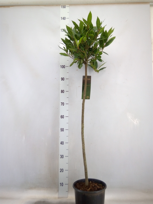 <h4>Laurus nobilis</h4>