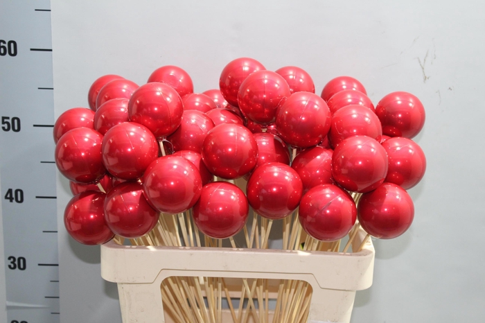 <h4>KERSTBAL OP STOK H%</h4>