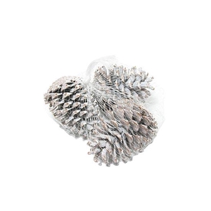Pinecone Maritima L10/12 15 Pcs