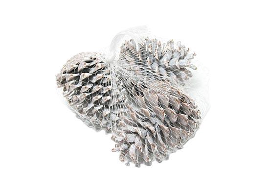 Pinecone Maritima L10/12 15 Pcs