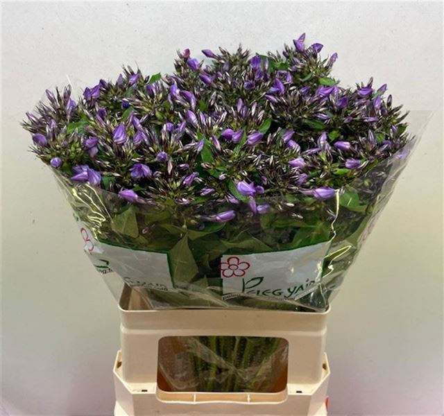 <h4>PHLOX P VAN GOGH</h4>