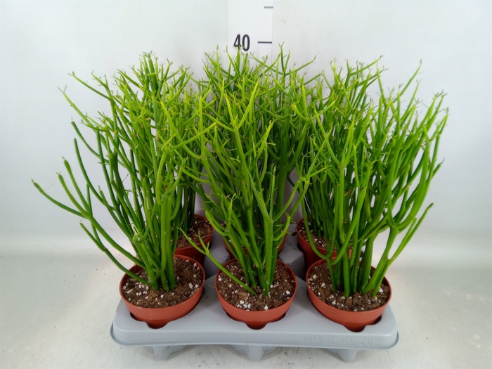 <h4>Euphorbia tirucalli</h4>