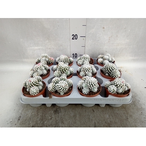 Mammillaria gracilis