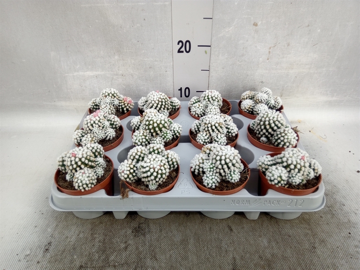 <h4>Mammillaria gracilis</h4>