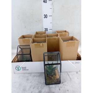 Arr.   Kamerplant Groen L%