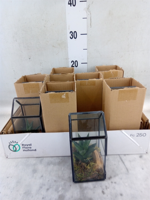 <h4>Arr.   Kamerplant Groen L%</h4>