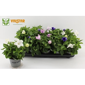 Platycodon grandiflorus gemengd