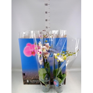 Phalaenopsis   ...mix  6