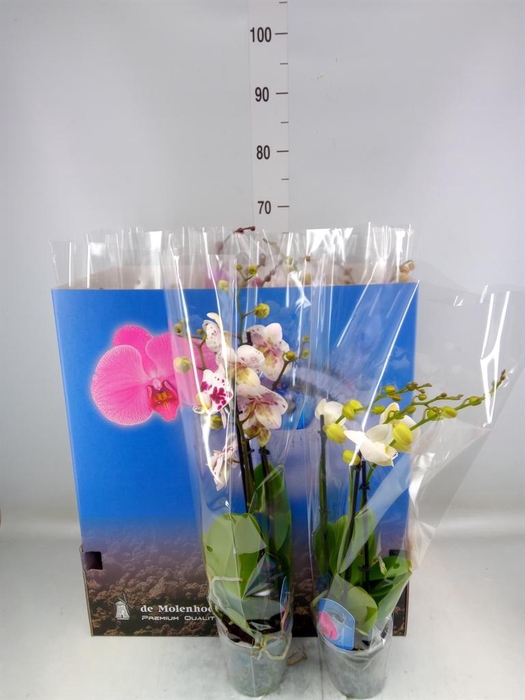 <h4>Phalaenopsis   ...mix  6</h4>