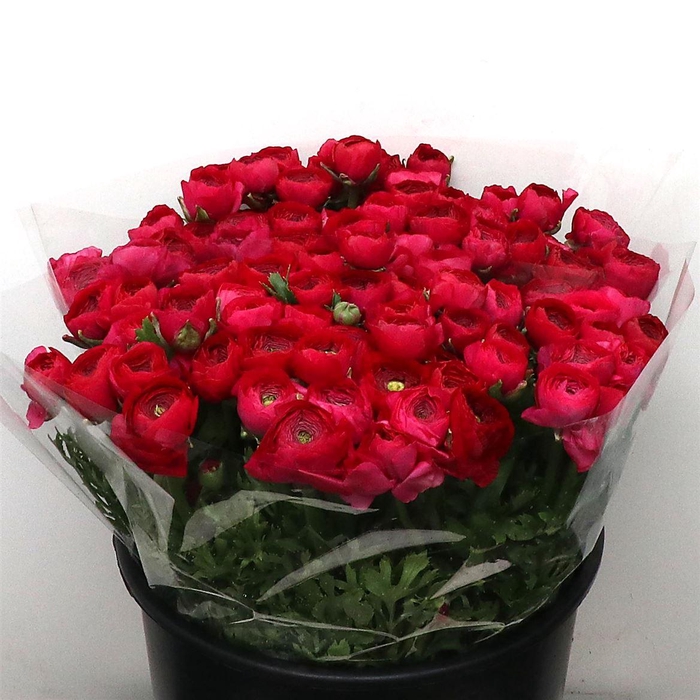 <h4>Ran El Hot Pink Super</h4>