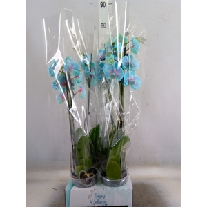 Phalaenopsis   ...