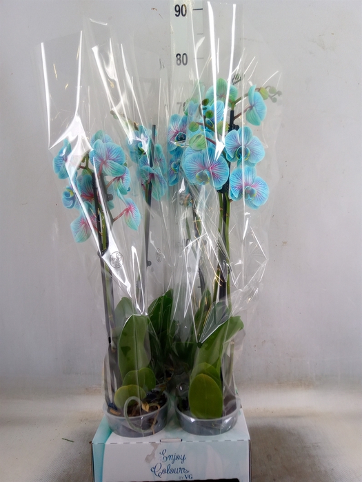 <h4>Phalaenopsis   ...</h4>