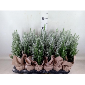 Chamaecyparis laws. 'Ellwoodii'