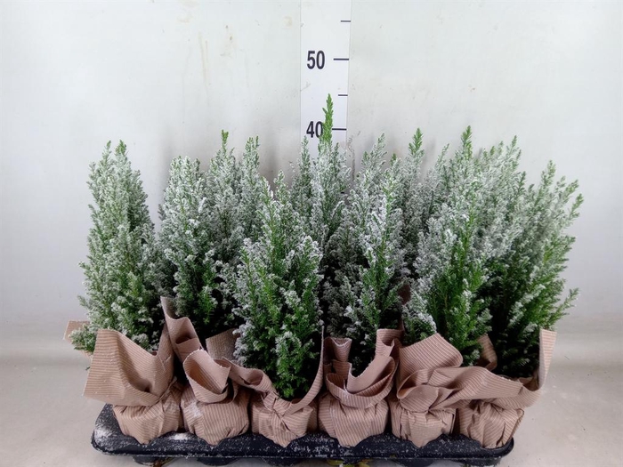 <h4>Chamaecyparis laws. 'Ellwoodii'</h4>