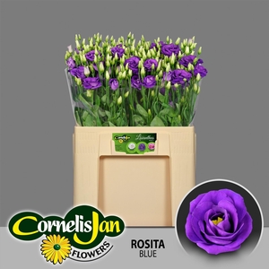 EUS G ROSI BLUE