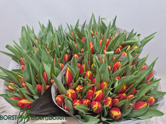 <h4>TU EN TARZAN</h4>