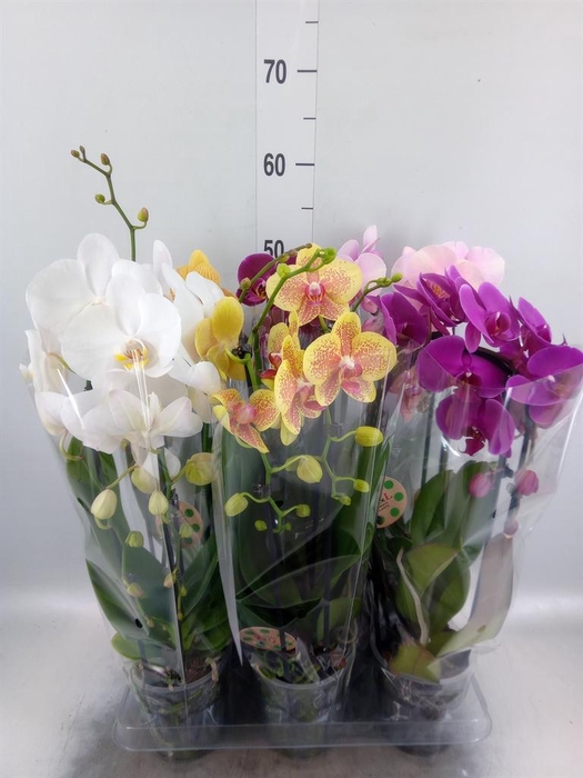 <h4>Phalaenopsis  'Elegant Cascade'</h4>