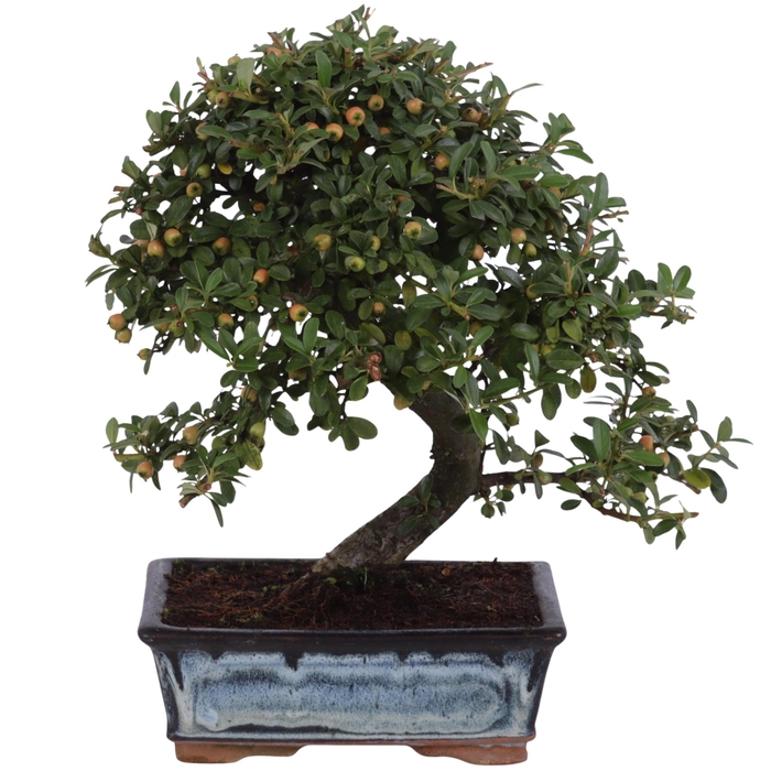 <h4>Bonsai Outdoor Deluxe Cotoneaster ø20cm</h4>