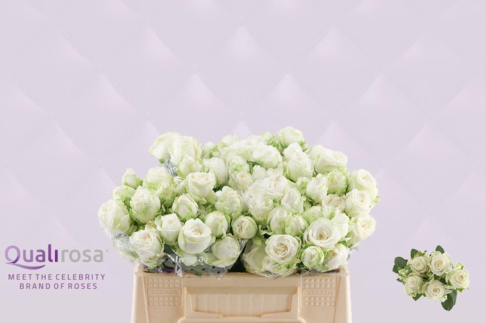 <h4>R Tr Miss Bombastic</h4>